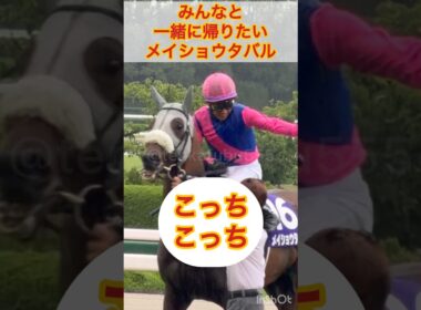 【宝塚記念】他の馬と帰りたいメイショウタバルと、必死に引き止める武豊が可愛すぎるw #shorts #short #武豊 #宝塚記念 #メイショウタバル