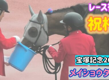【宝塚記念2026】上籠助手のお迎えを待ちながら水をゴクゴク！メイショウタバル【ゴールドシップ産駒】