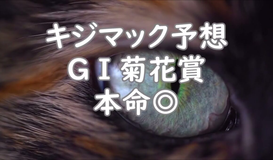 【競馬】2026年GⅠ菊花賞　キジマック予想◎ｽﾄﾏｯｸ