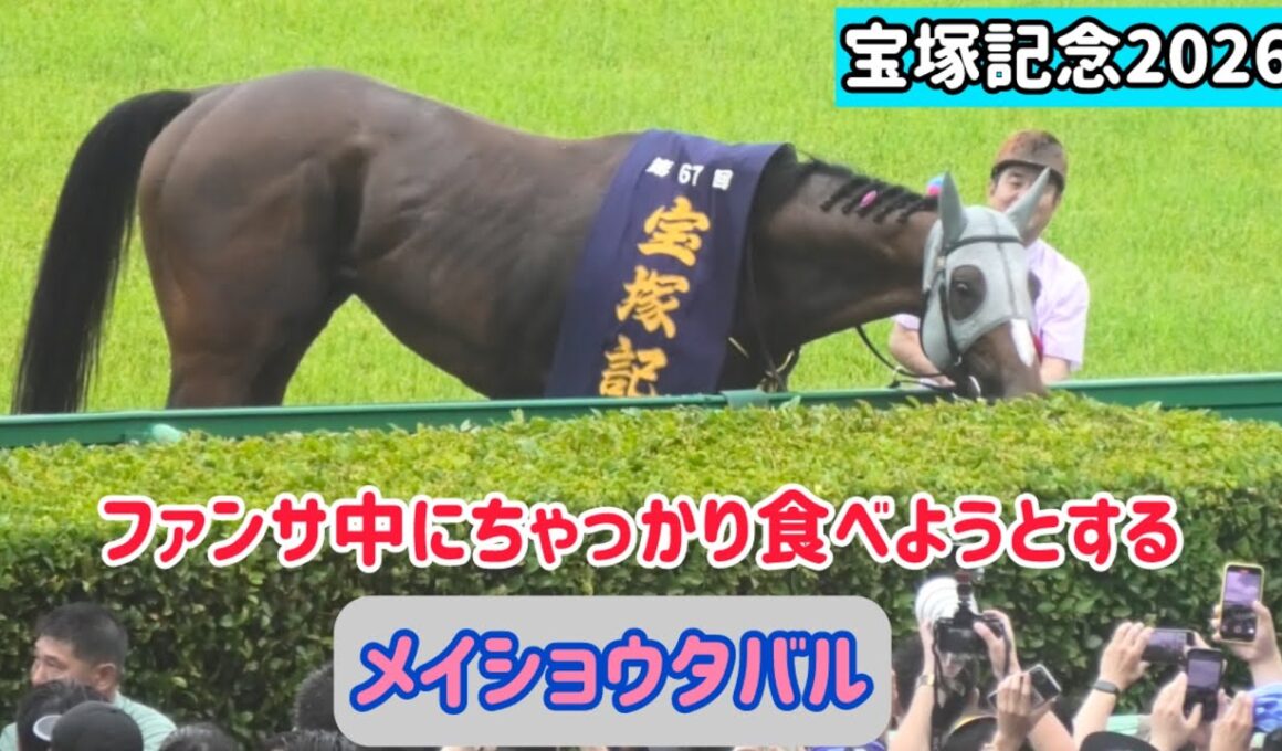 【宝塚記念2026】口取りの前にファンサして、ちゃっかりつまみ食いしようとするメイショウタバル【ゴールドシップ産駒】