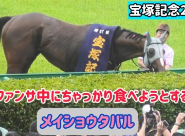 【宝塚記念2026】口取りの前にファンサして、ちゃっかりつまみ食いしようとするメイショウタバル【ゴールドシップ産駒】