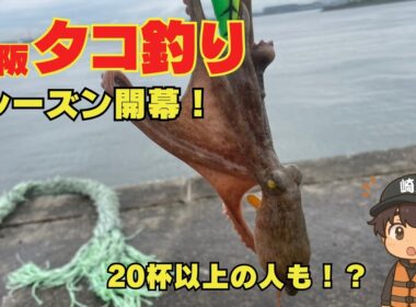 大阪湾タコ釣りシーズン開幕！20杯以上釣ってる人もいる！？