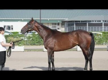 🐎【復活の女王誕生】モンローウォーク、10か月ぶりの圧勝劇！横山和生騎手も絶賛✨秋華賞へ視界良好🔥🏆