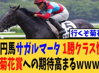 【菊花賞】5億円馬サガルマータが1勝クラス快勝で菊花賞への期待高まるｗｗｗ【競馬反応集】