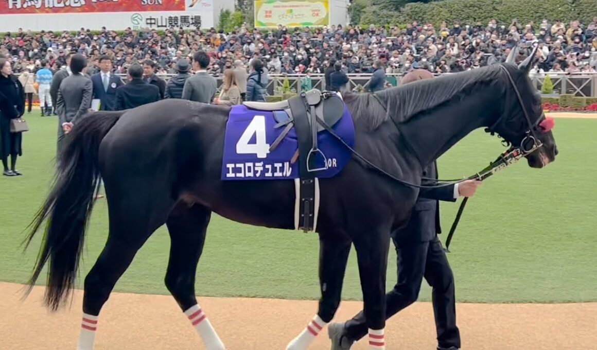 【JG1】中山大障害エコロデュエル全頭パドック2025年12月27日(土曜) 5回中山7日10R中山競馬場