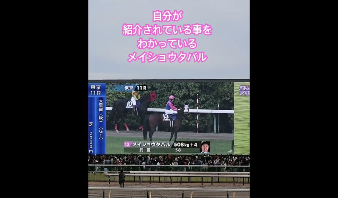 オレの番だよな？...モニターへのファンサがかわいい😍 #メイショウタバル #競馬 #馬 #horse #天皇賞秋
