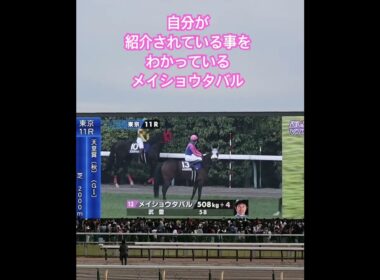 オレの番だよな？...モニターへのファンサがかわいい😍 #メイショウタバル #競馬 #馬 #horse #天皇賞秋