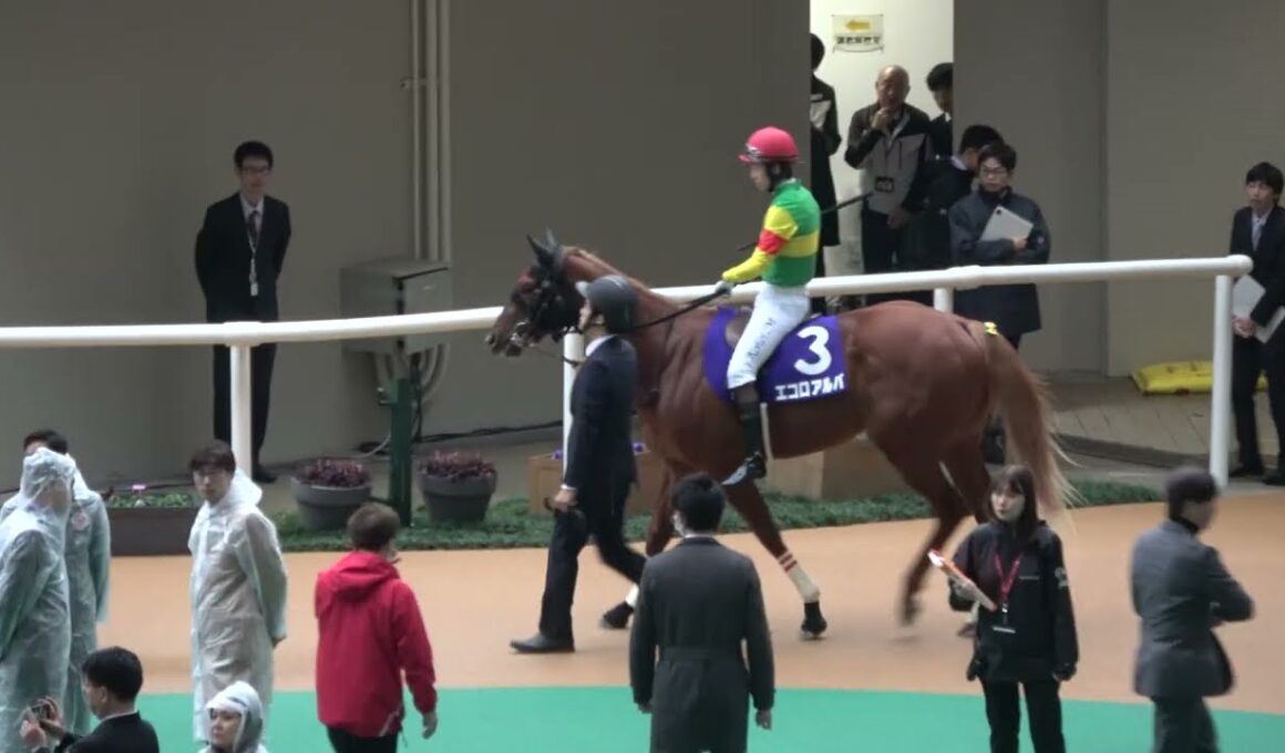 【朝日杯フューチュリティステークス2025】 全頭パドック 現地映像 カヴァレリッツォ
