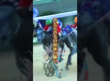 【タマモクロス物語④】完結満身創痍で半馬身差　タマモがオグリに唯一先着を許した日　白い稲妻の散り際