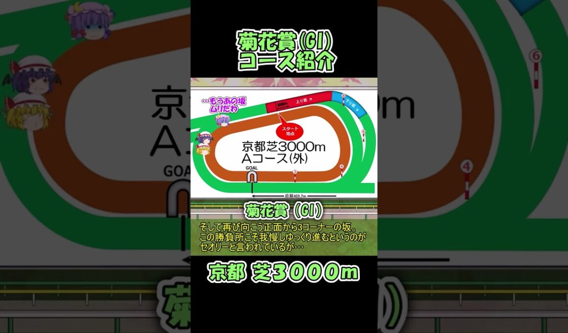 菊花賞コース紹介