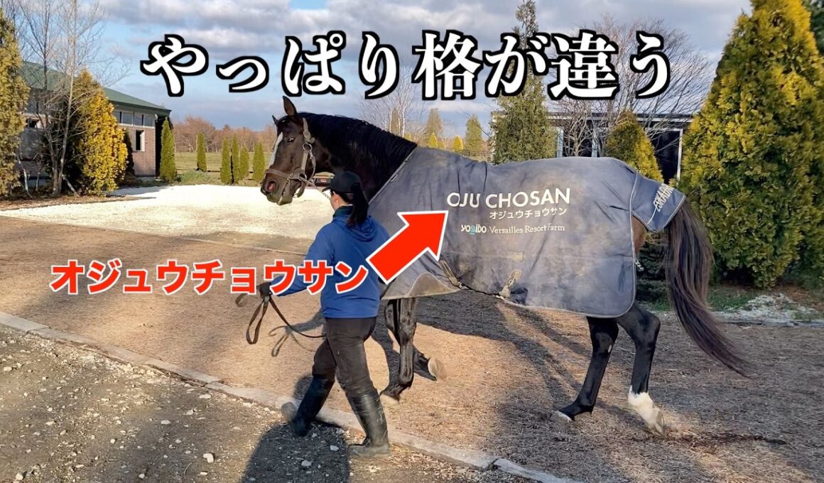 顕彰馬【オジュウチョウサン】やっぱり格が違う！？57選