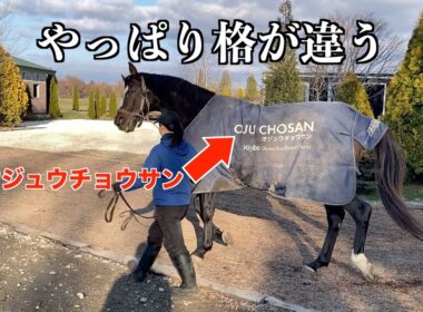 顕彰馬【オジュウチョウサン】やっぱり格が違う！？57選