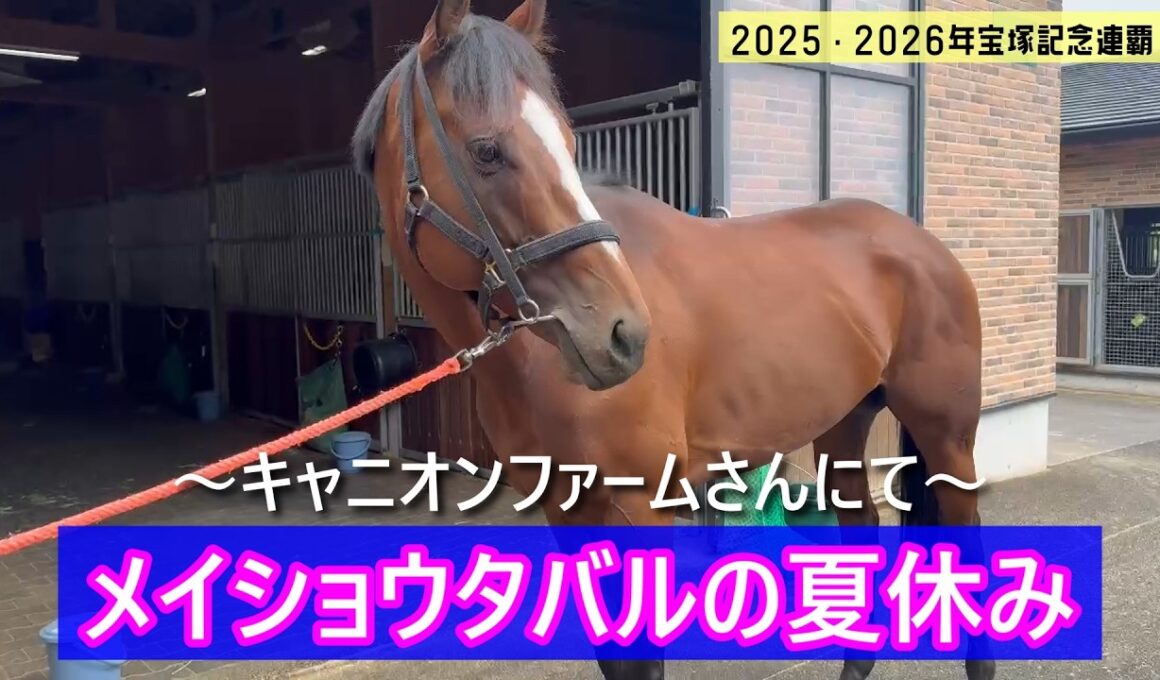 メイショウタバルの夏休み～放牧先のキャニオンファームさんに会いに行ってきました