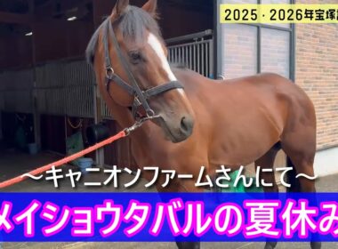 メイショウタバルの夏休み～放牧先のキャニオンファームさんに会いに行ってきました