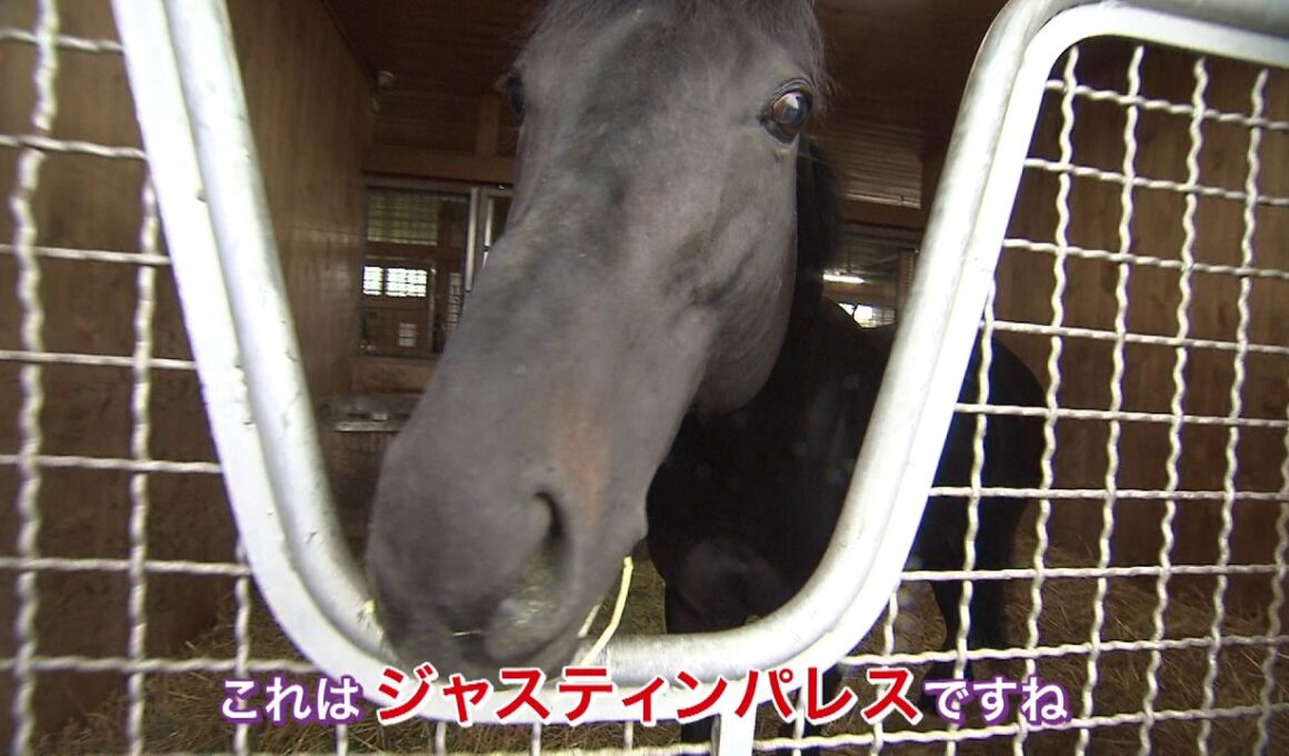 ＧⅠ馬ジャスティンパレスが登場！アロースタッドで【牧場見学のいろは】