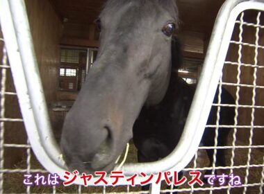 ＧⅠ馬ジャスティンパレスが登場！アロースタッドで【牧場見学のいろは】