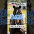 何度もG1で善戦し、ついに安田記念を掴んだツルマルボーイの哀愁 #ツルマルボーイ #競馬 #名馬 #ウマ娘