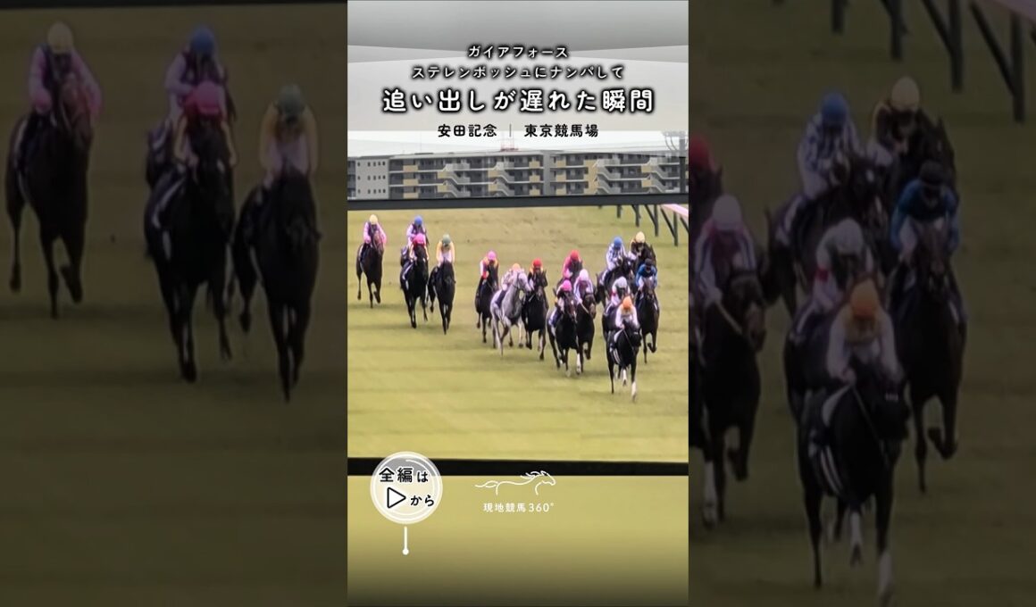 ナンパ師ガイアフォース｜安田記念 東京競馬場 #競馬 #現地映像 #ガイアフォース #シェケナ #ステレンボッシュ #ナンパ