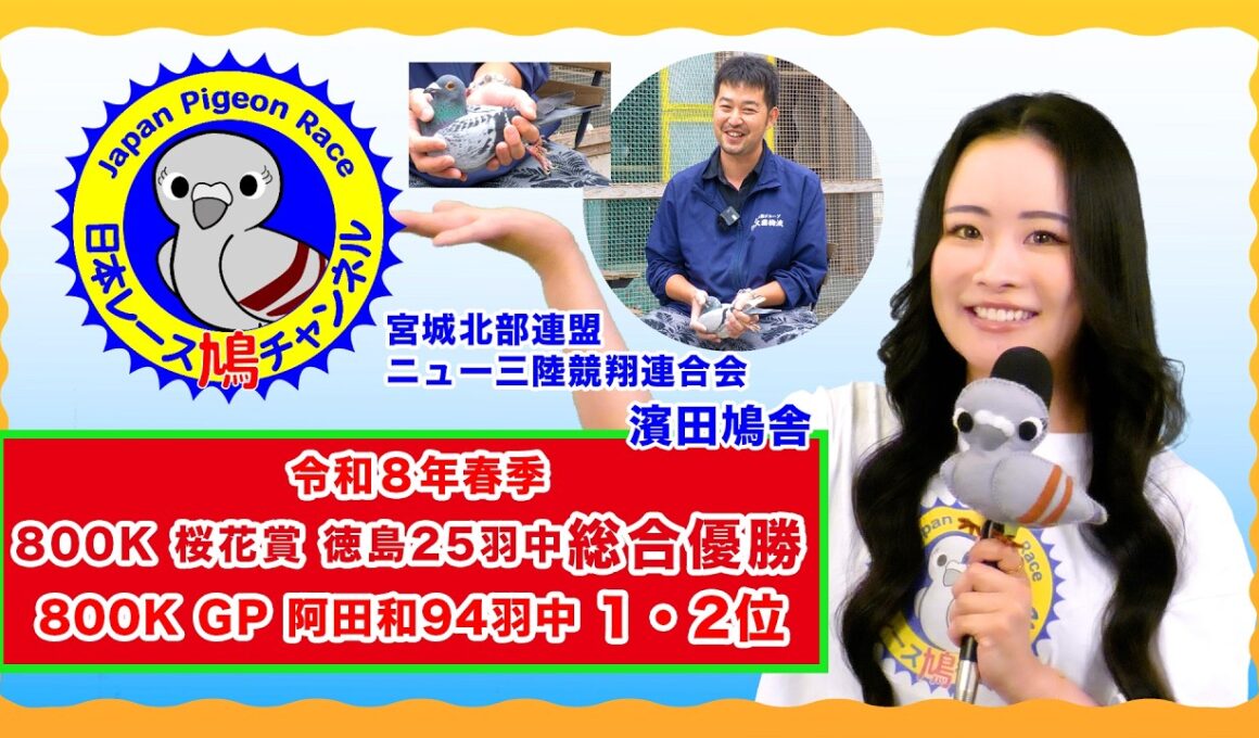 令和８年春季800K 桜花賞 徳島847K 25羽中総合優勝・800K GP阿田和778K 94羽中1・2位　ニュー三陸競翔連合会　濱田鳩舎