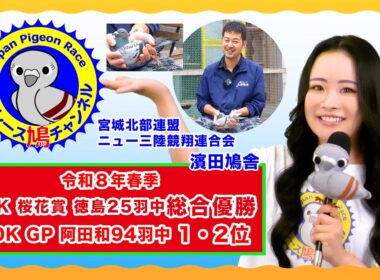 令和８年春季800K 桜花賞 徳島847K 25羽中総合優勝・800K GP阿田和778K 94羽中1・2位　ニュー三陸競翔連合会　濱田鳩舎