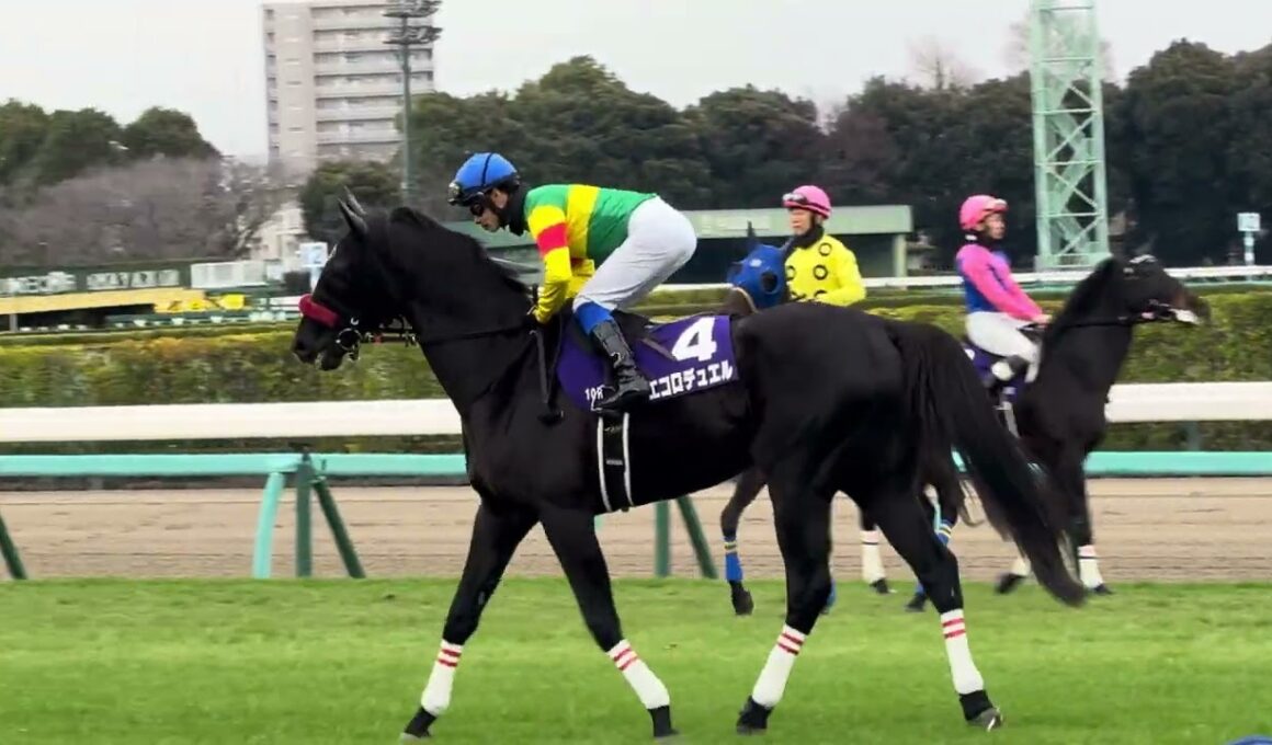 中山大障害の本馬場入場