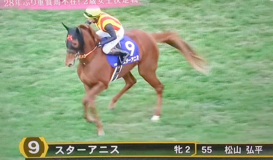 阪神ジュベナイルフィリーズ2025本馬場入場#スターアニス#阪神ジュベナイルフィリーズ2025
