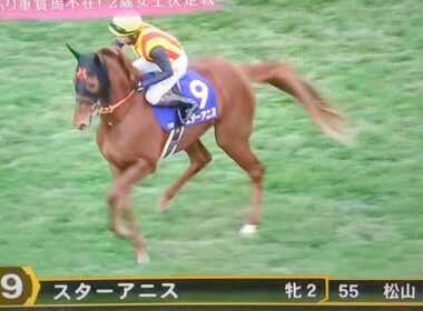 阪神ジュベナイルフィリーズ2025本馬場入場#スターアニス#阪神ジュベナイルフィリーズ2025