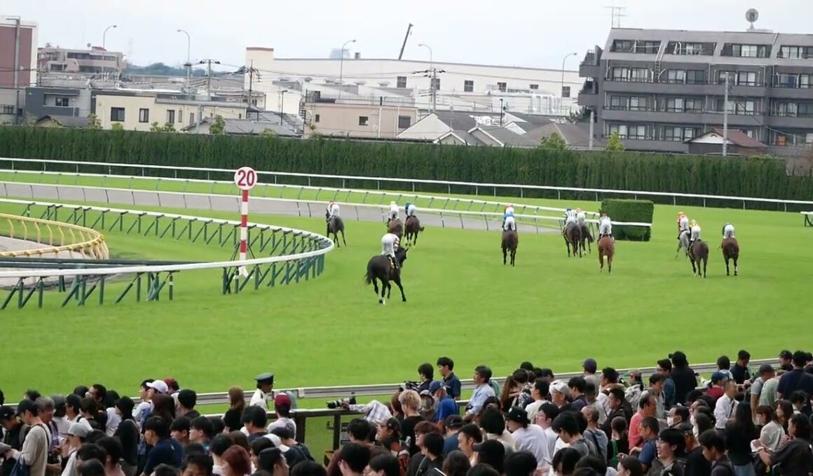 宝塚記念記念の裏側で行われていたパラダイスSの最後の長い直線シーン。　　#競馬　#東京競馬場　#horse