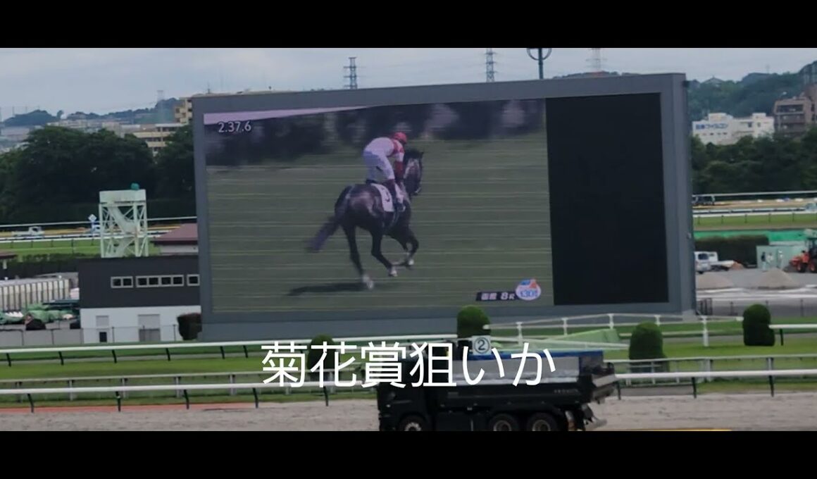 ダノンヒストリー(牡3)が復活の勝利❗菊花賞路線へ向かうのか⁉️