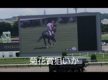 ダノンヒストリー(牡3)が復活の勝利❗菊花賞路線へ向かうのか⁉️