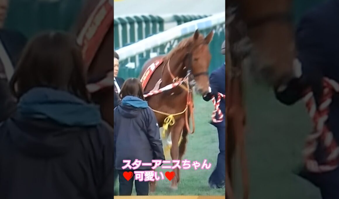 スターアニスちゃんおめでとう#阪神ジュベナイルフィリーズ2025#スターアニス
