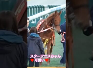 スターアニスちゃんおめでとう#阪神ジュベナイルフィリーズ2025#スターアニス