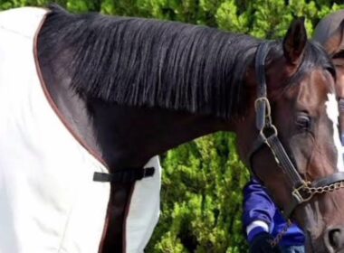 🚨✨🔥【衝撃ニュース】オークス2着ドリームコア、紫苑S始動決定！秋華賞へ完全始動──社台発表で競馬界が激震！🔥🏇✨