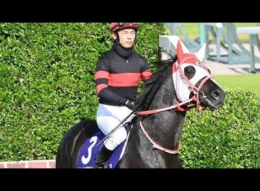 🐎矢作厩舎が重大決断！ホウオウプロサンゲ復帰へ…秋への挑戦が始まる🔥#競馬 #矢作芳人 #ホウオウプロサンゲ #リアライズグリント #レヴォントゥレット #新潟ジャンプS #阪神ジャンプ