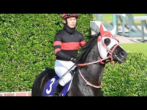 🐎矢作厩舎が重大決断！ホウオウプロサンゲ復帰へ…秋への挑戦が始まる🔥#競馬 #矢作芳人 #ホウオウプロサンゲ #リアライズグリント #レヴォントゥレット #新潟ジャンプS #阪神ジャンプ