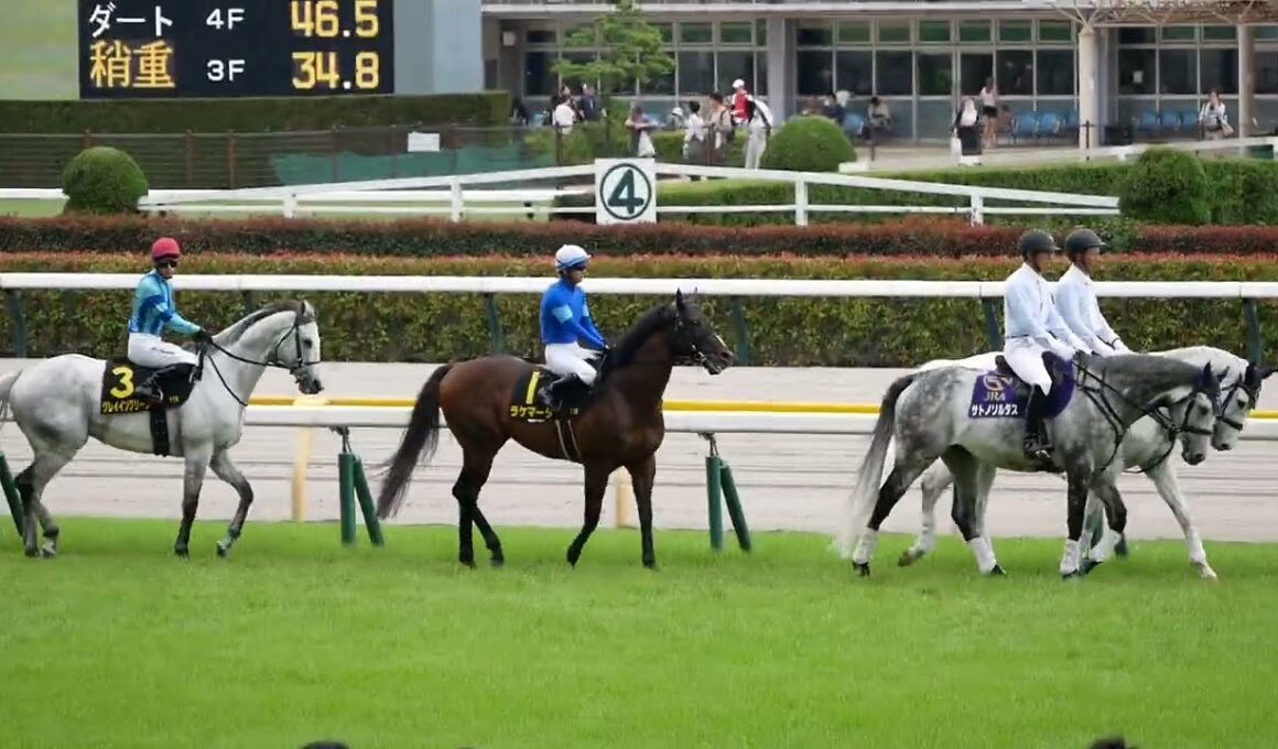 宝塚記念記念の裏側で行われていたパラダイスSの本馬場入場。　誘導馬の後ろを真面目についていく競走馬。　#競馬　#東京競馬場　#horse