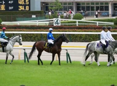 宝塚記念記念の裏側で行われていたパラダイスSの本馬場入場。　誘導馬の後ろを真面目についていく競走馬。　#競馬　#東京競馬場　#horse