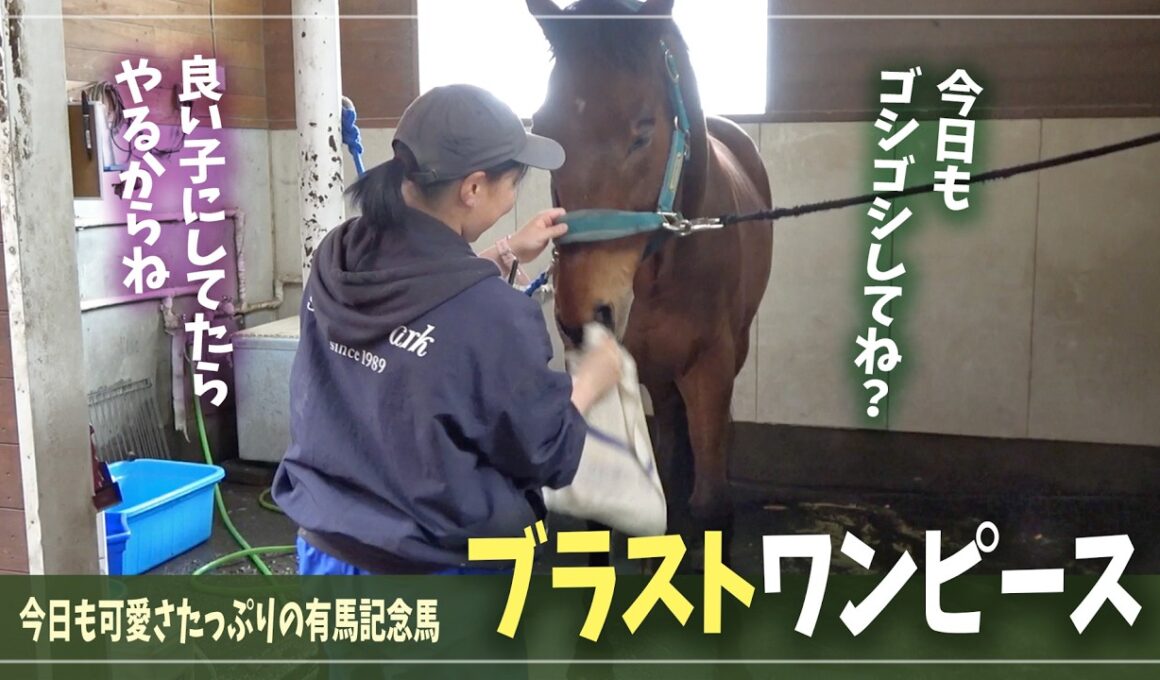 【ブラストワンピース】今日も「可愛い仕草」をたっぷり見せてくれる有馬記念馬
