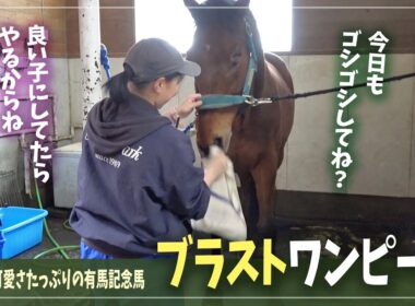 【ブラストワンピース】今日も「可愛い仕草」をたっぷり見せてくれる有馬記念馬