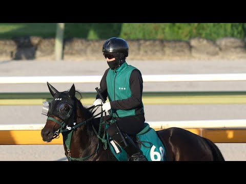 🐎🔥【超良血馬デビュー】父母はスプリンターズS覇者＆2着！ディーエスシン、小倉で衝撃デビューへ✨
