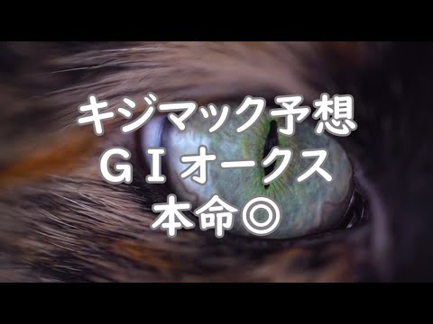 【競馬】2025年GⅠ優駿牝馬（オークス）キジマック予想◎ｽﾄﾏｯｸ