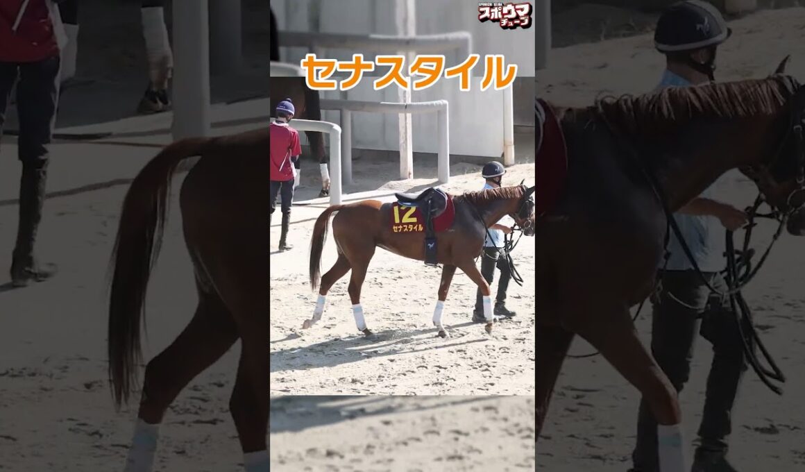 【秋華賞出走予定】セナスタイル　栗東での様子＃shorts