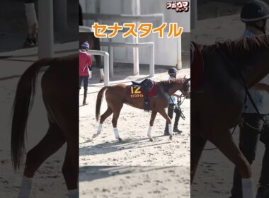【秋華賞出走予定】セナスタイル　栗東での様子＃shorts