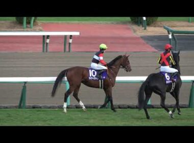 【ホープフルステークス2025】 本馬場入場 現地映像 ロブチェン
