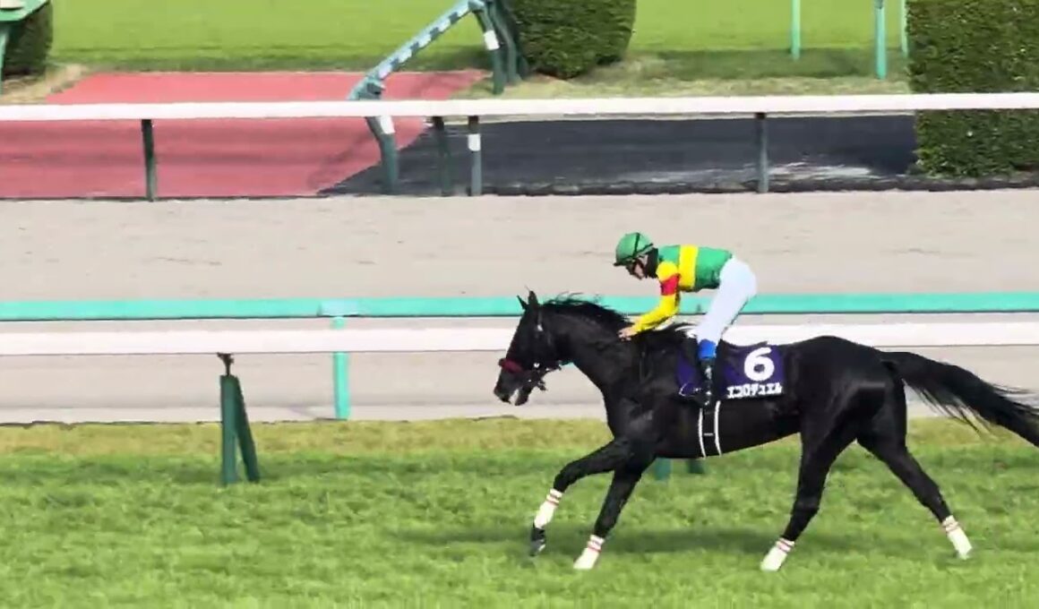 ［現地観戦］2026.4.18（土）中山11R 中山グランドジャンプ（J･G1）