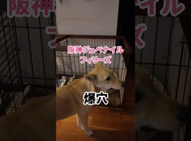 阪神ジュベナイルフィリーズ #競馬 #shorts