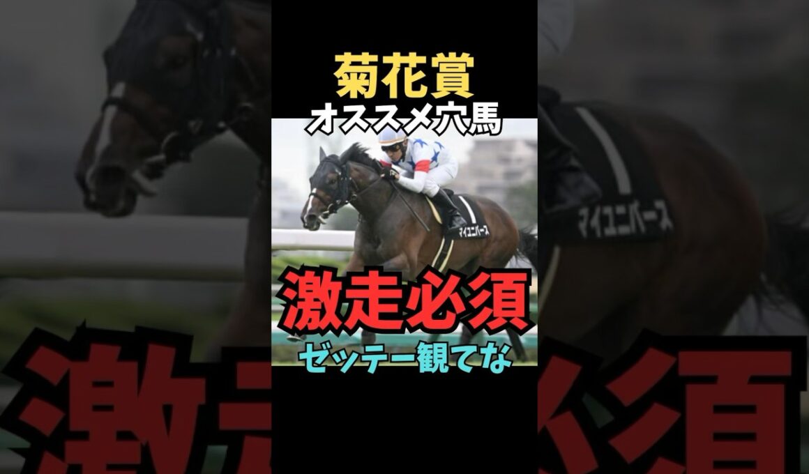 【菊花賞2025】オススメ穴馬解説/マイユニバース#菊花賞#マイユニバース#競馬 #競馬予想 #競馬予想tv #中央競馬予想 #ウマろぐ#義英真 #ウマキング#shorts
