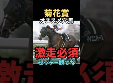 【菊花賞2025】オススメ穴馬解説/マイユニバース#菊花賞#マイユニバース#競馬 #競馬予想 #競馬予想tv #中央競馬予想 #ウマろぐ#義英真 #ウマキング#shorts