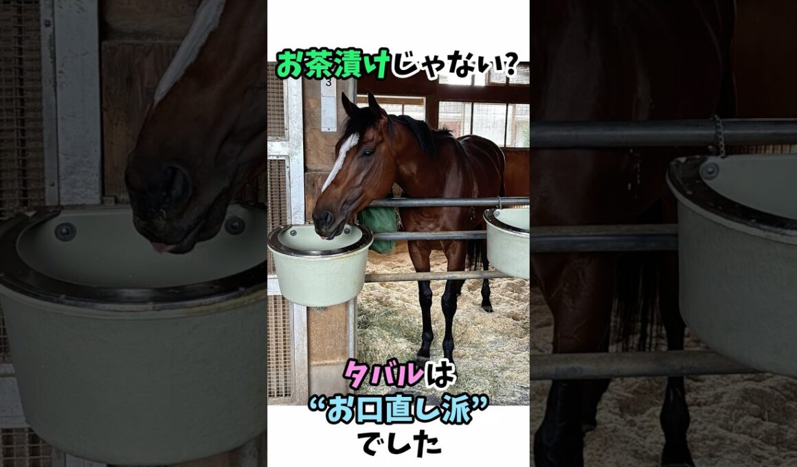 お茶漬けじゃない!? タバルは“お口直し派”でした #競馬#horse