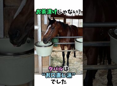 お茶漬けじゃない!? タバルは“お口直し派”でした #競馬#horse